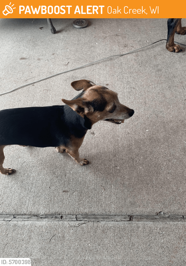 Found/Stray Male Dog in Oak Creek, WI 53154 (ID 5700398) PawBoost