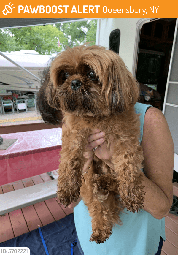 Found/Stray Female Dog in Queensbury, NY 12804 (ID 5702221) PawBoost