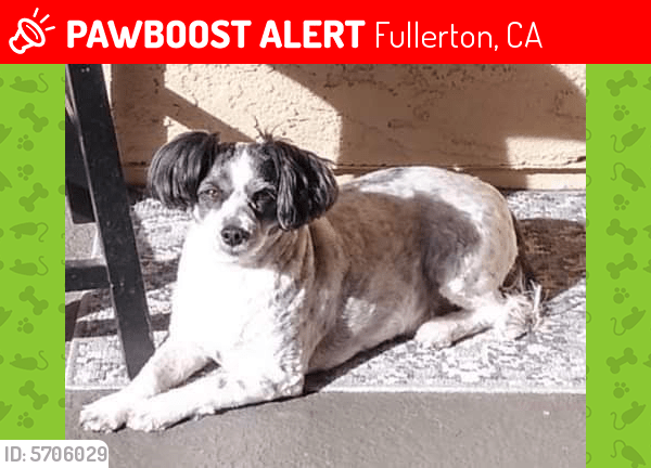 Lost Male Dog in Fullerton, CA 92832 Named OREO (ID 5706029) PawBoost