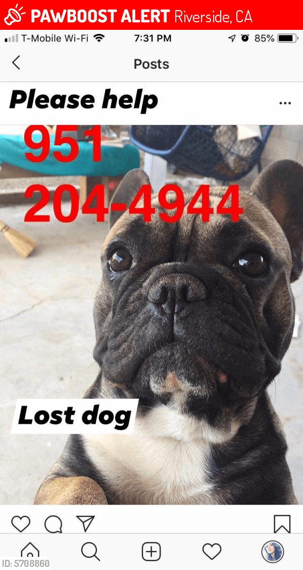 Lost Male Dog in Riverside, CA 92503 Named Henry (ID 5708860) PawBoost