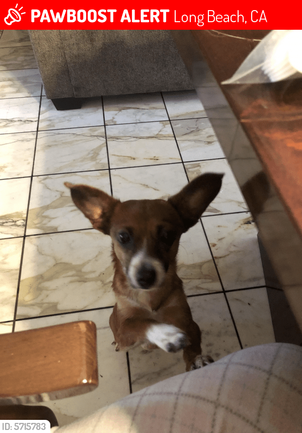 Lost Female Dog in Long Beach, CA 90810 Named Kylie (ID 5715783