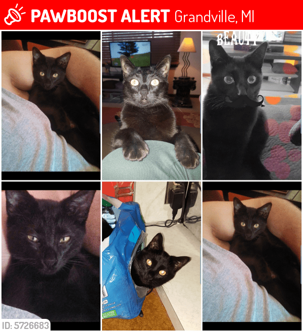 Lost Female Cat in Grandville, MI 49418 Named Spooky (ID 5726683