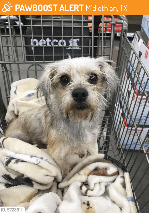 Rehomed Female Dog in Midlothian, TX 76065 (ID 5728911) PawBoost
