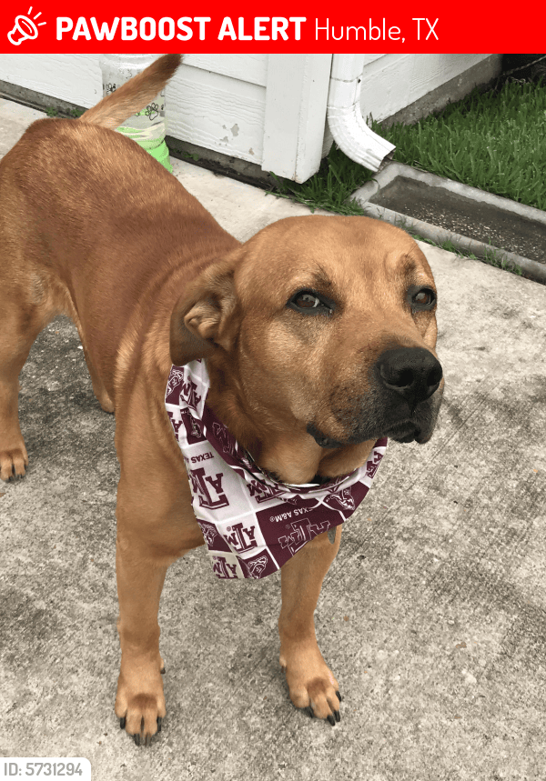 Lost Male Dog in Humble, TX 77346 Named Aggie (ID 5731294) PawBoost