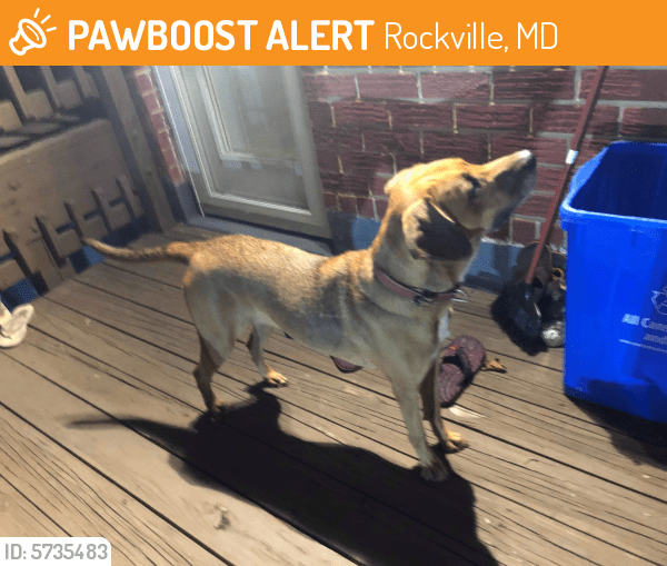Found/Stray Female Dog in Rockville, MD 20852 (ID 5735483) PawBoost