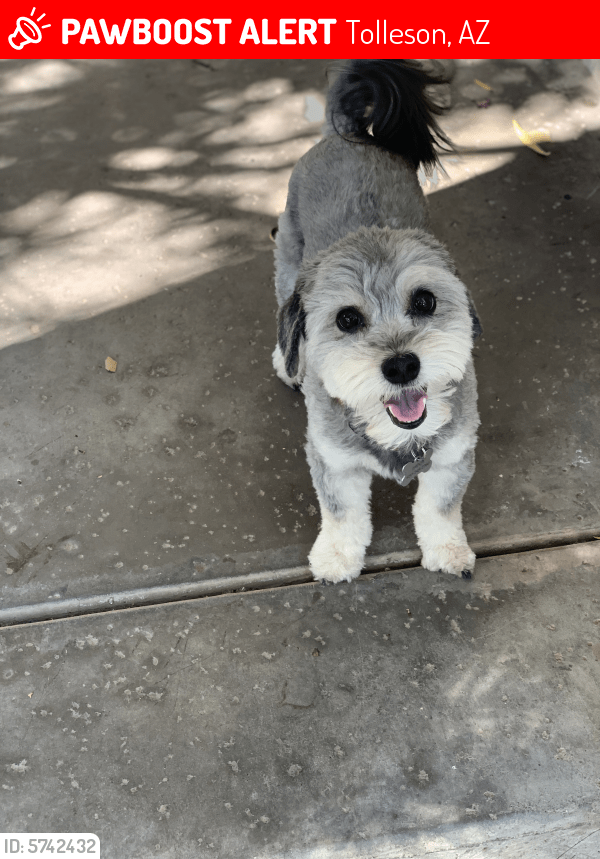 Lost Male Dog in Tolleson, AZ 85353 Named Jayden (ID 5742432) PawBoost