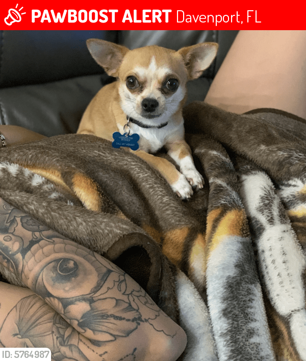 Lost Male Dog in Davenport, FL 33897 Named Rocky (ID 5764987) PawBoost