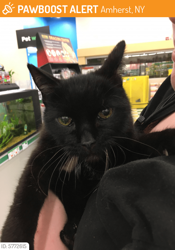 Deceased Male Cat in Amherst, NY 14228 (ID 5772615) PawBoost