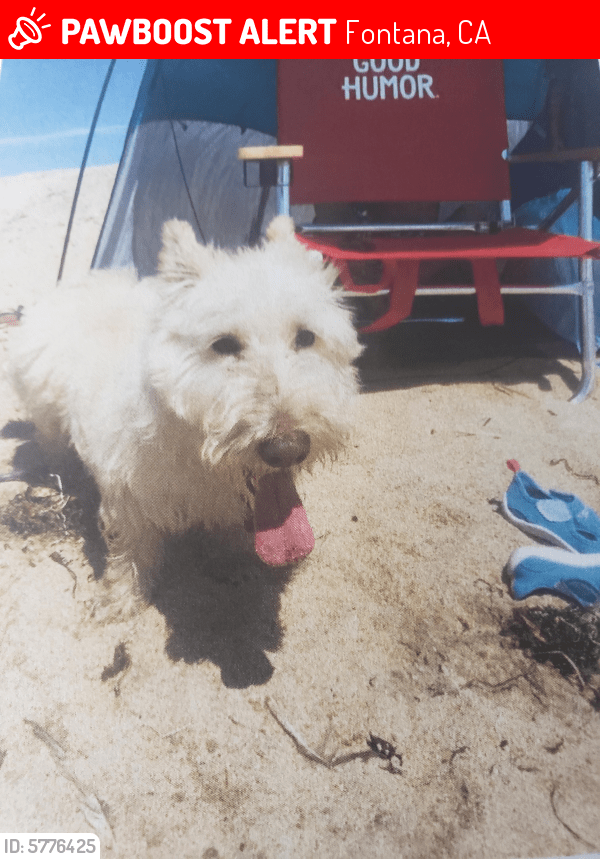 Lost Male Dog in Fontana, CA 92335 Named Becken (ID 5776425) PawBoost