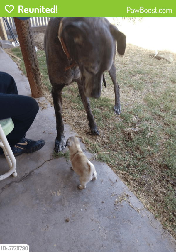 Reunited Male Dog in Las Cruces, NM 88007 (ID 5778790) PawBoost