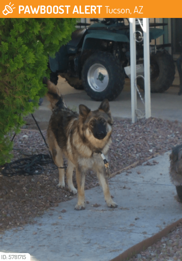 Found/Stray Female Dog in Tucson, AZ 85706 (ID 5781715) PawBoost