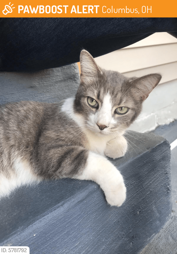 Rehomed Male Cat in Columbus, OH 43206 (ID 5781792) PawBoost