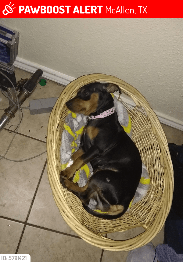 Lost Female Dog in McAllen, TX 78501 Named Loloy (ID 5791421) PawBoost