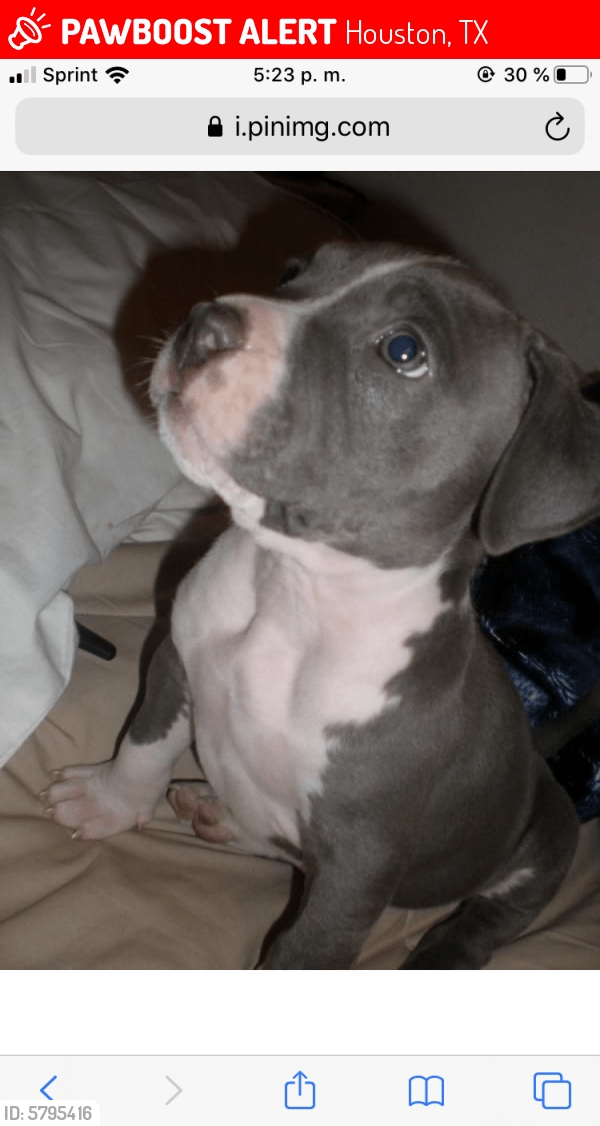 Lost Male Dog in Houston, TX 77062 Named Bryan Yimo (ID 5795416
