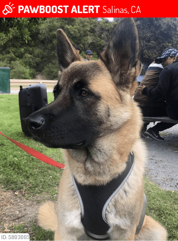 Lost Male Dog in Salinas, CA 93901 Named Cujo (ID 5803005) PawBoost