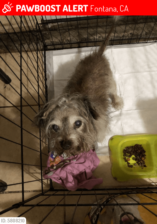 Lost Male Dog in Fontana, CA 92336 Named Max (ID 5808210) PawBoost