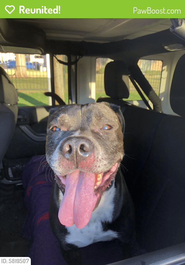 Reunited Male Dog in Denton, TX 76201 (ID 5819507) PawBoost