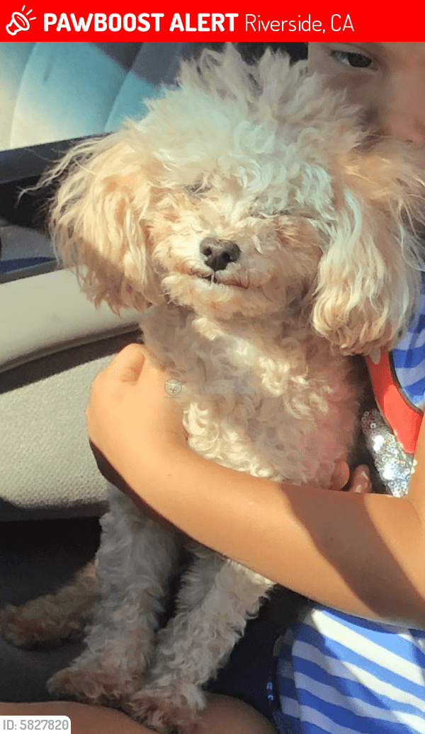 Lost Female Dog in Riverside, CA 92503 Named Dulce (ID 5827820) PawBoost