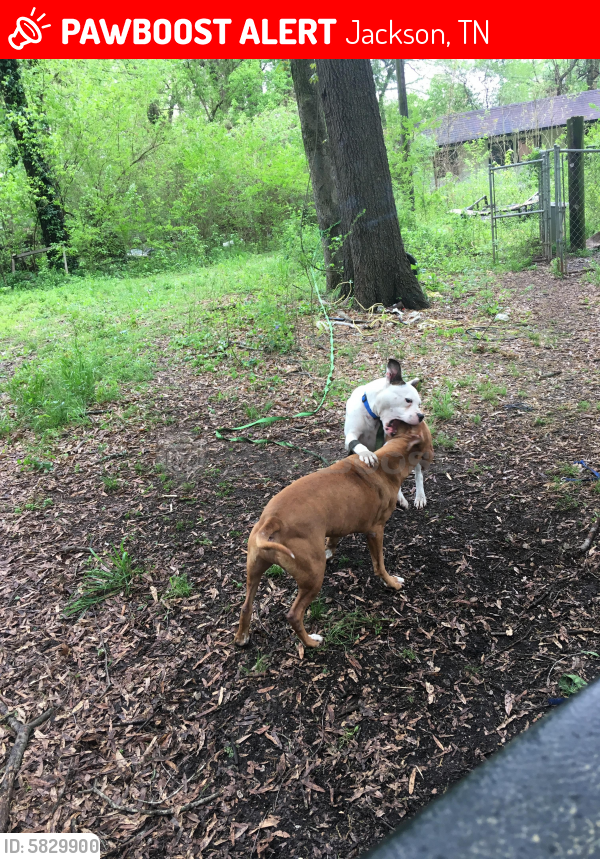 Lost Male Dog in Jackson, TN 38301 Named Zach (ID 5829900) PawBoost