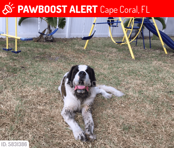 Lost Male Dog in Cape Coral, FL 33909 Named Zeus (ID 5831386) PawBoost