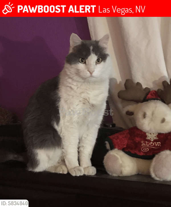 Lost Male Cat in Las Vegas, NV 89179 Named Cochise (ID