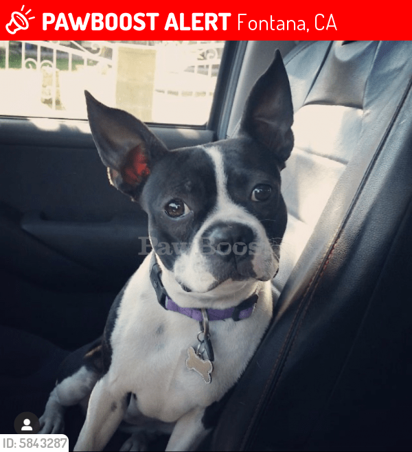 Lost Female Dog in Fontana, CA 92335 Named Lucy (ID 5843287) PawBoost