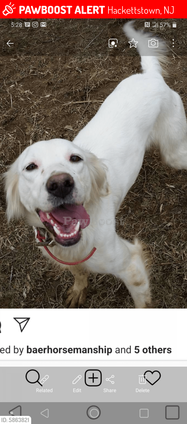 Lost Female Dog in Hackettstown, NJ 07840 Named Loka (ID