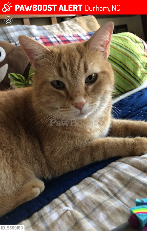 Lost Male Cat in Durham, NC 27713 Named Buddy (ID 5869169) PawBoost