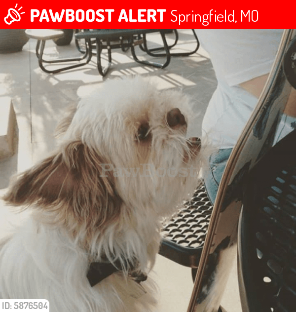 Lost Male Dog in Springfield, MO 65803 Named Koji (ID 5876504) PawBoost