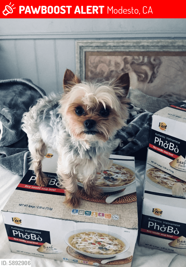 Lost Male Dog in Modesto, CA 95354 Named Louie (ID