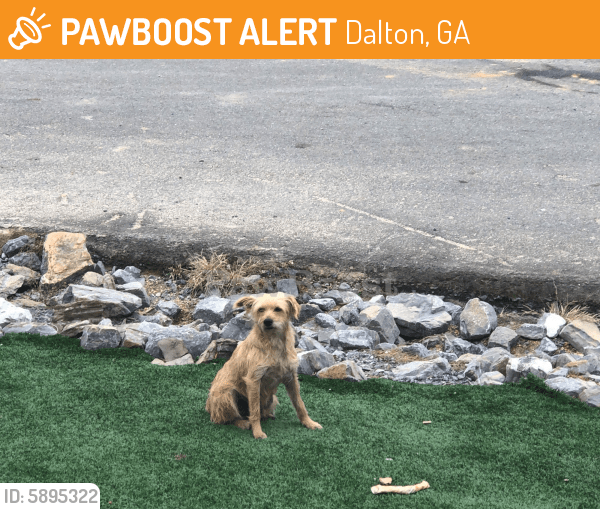 Found/Stray Male Dog in Dalton, GA 30721 (ID 5895322) PawBoost