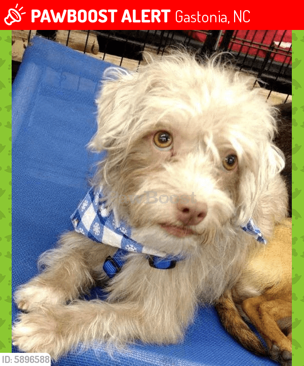 Lost Male Dog in Gastonia, NC 28052 Named Carter (ID 5896588) PawBoost