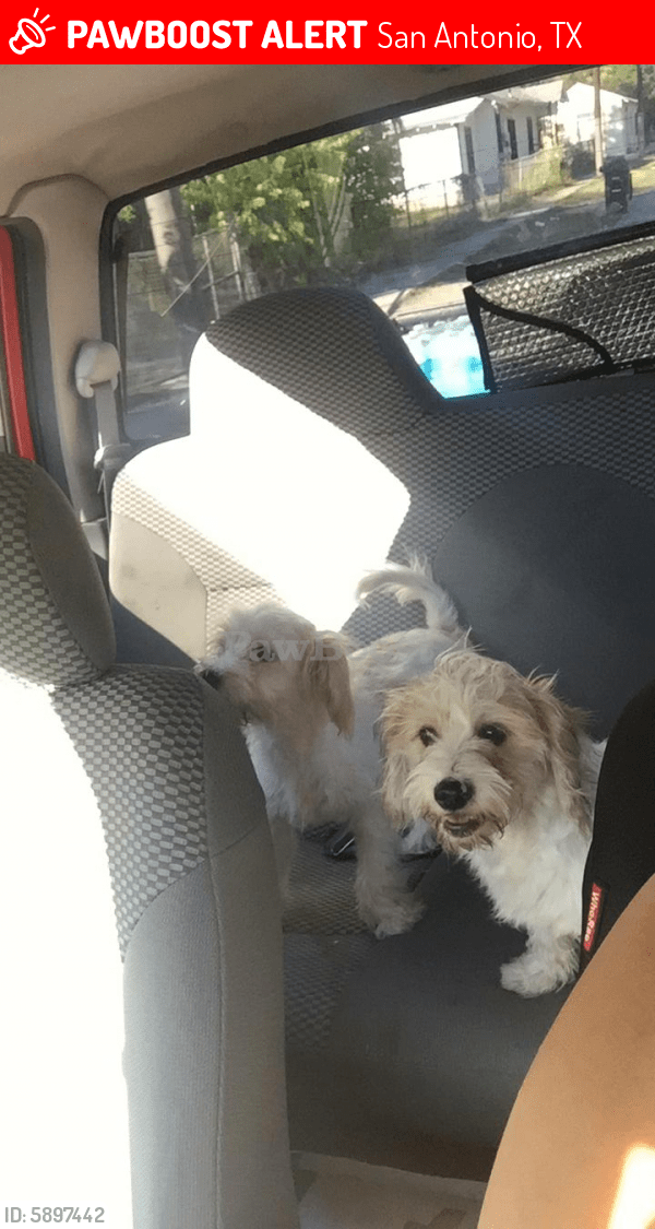 Lost Male Dog in San Antonio, TX 78207 Named Baby Max (ID 5897442