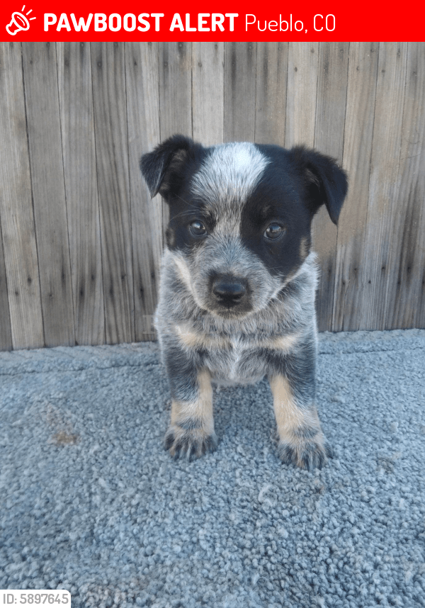 Lost Male Dog in Pueblo, CO 81004 Named Jack (ID 5897645
