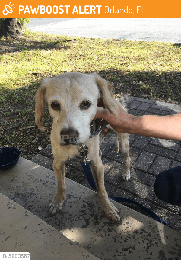 Found/Stray Male Dog in Orlando, FL 32803 (ID 5903587) PawBoost