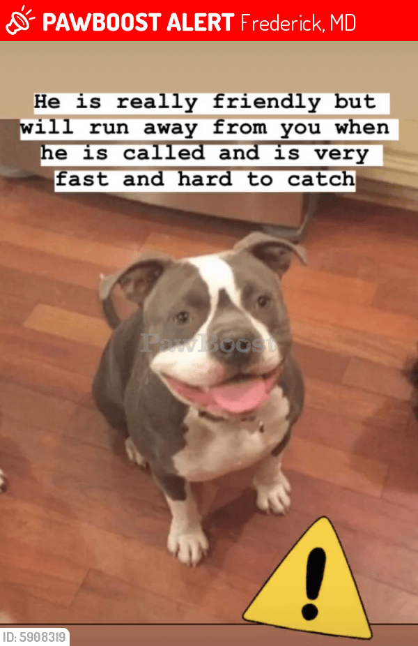 Lost Male Dog in Frederick, MD 21704 Named Bullet (ID 5908319) PawBoost
