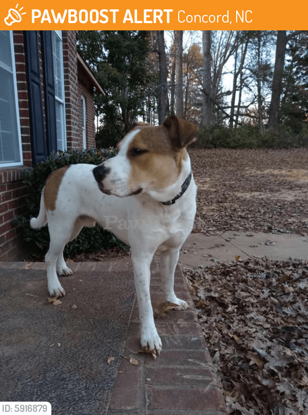 Found/Stray Male Dog in Concord, NC 28027 (ID 5916879) PawBoost