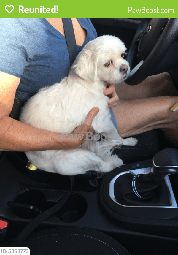 Reunited Dog in Cape Coral, FL 33990 (ID 5863773) PawBoost