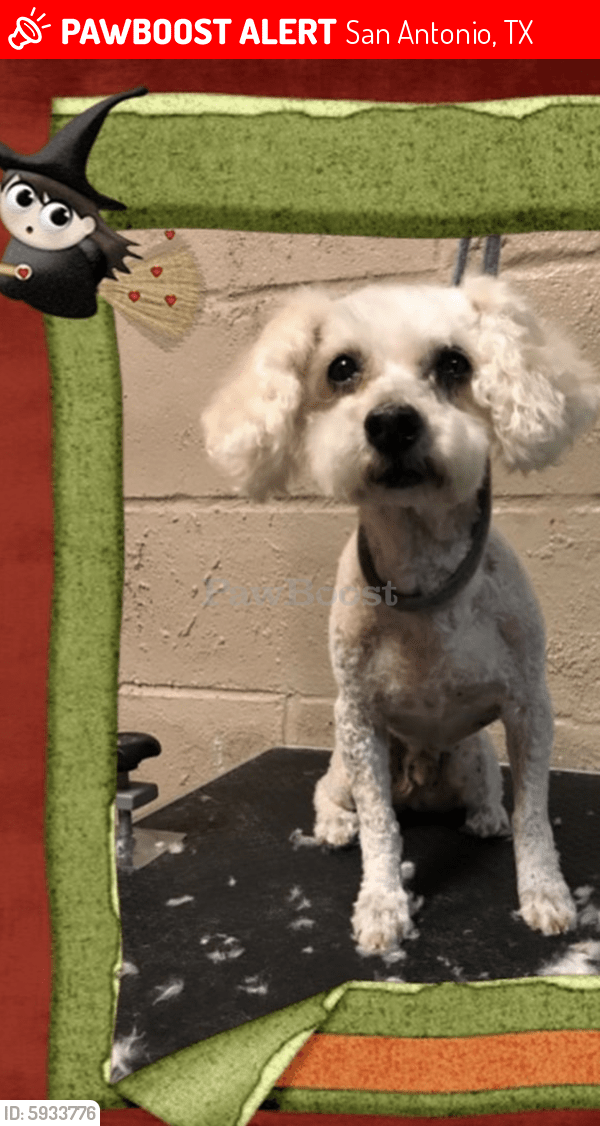 Lost Male Dog in San Antonio, TX 78228 Named Leroy (ID 5933776) PawBoost