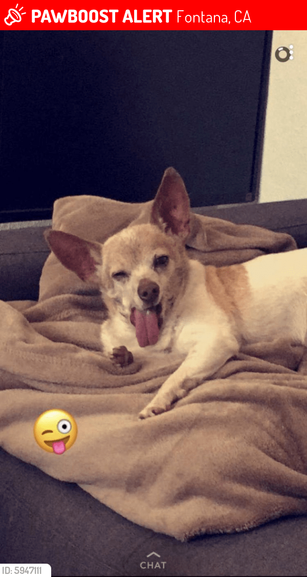 Lost Male Dog in Fontana, CA 92336 Named Mister (ID 5947111) PawBoost