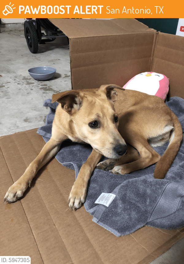 Found/Stray Dog in San Antonio, TX 78245 (ID 5947305) PawBoost
