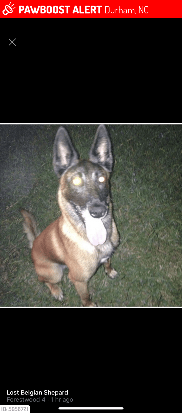 Lost Male Dog in Durham, NC 27713 Named Rhydell (ID 5956721) PawBoost