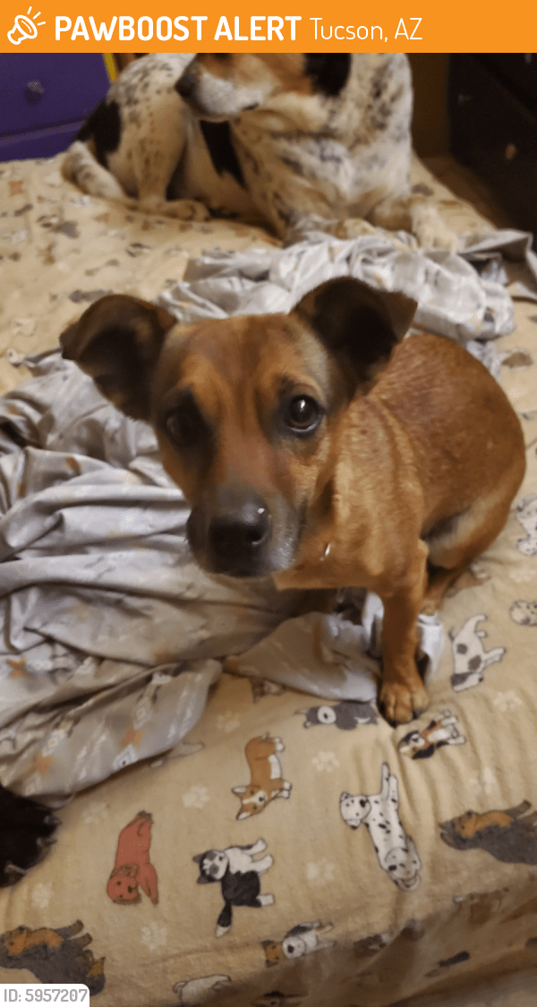 Found/Stray Male Dog in Tucson, AZ 85714 (ID 5957207) PawBoost