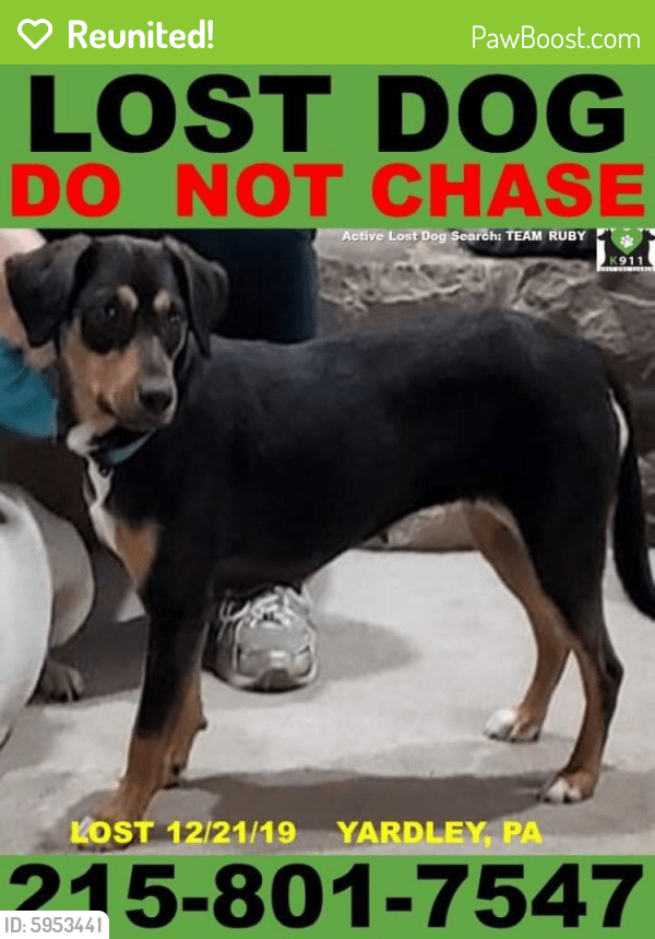 30 No Sew Fleece Dog Coat Pattern Sewing Pattern BAB