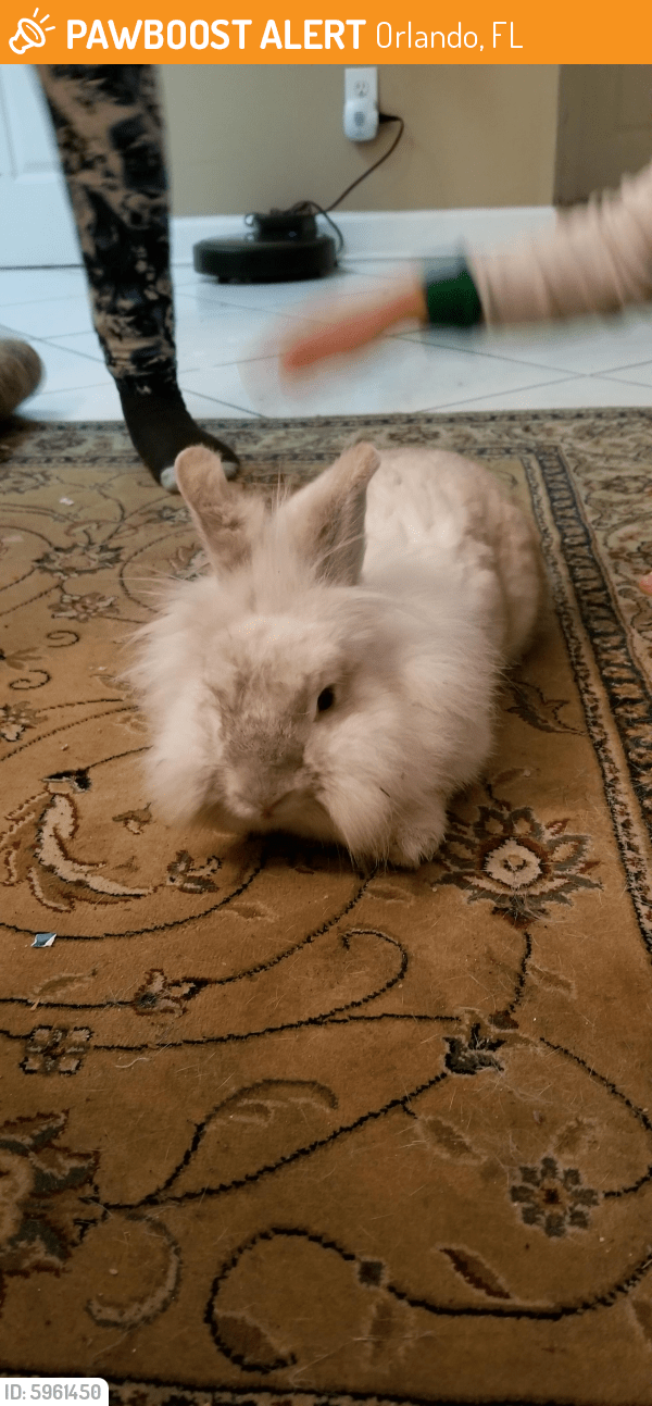 Found/Stray Rabbit in Orlando, FL 32829 (ID 5961450) PawBoost