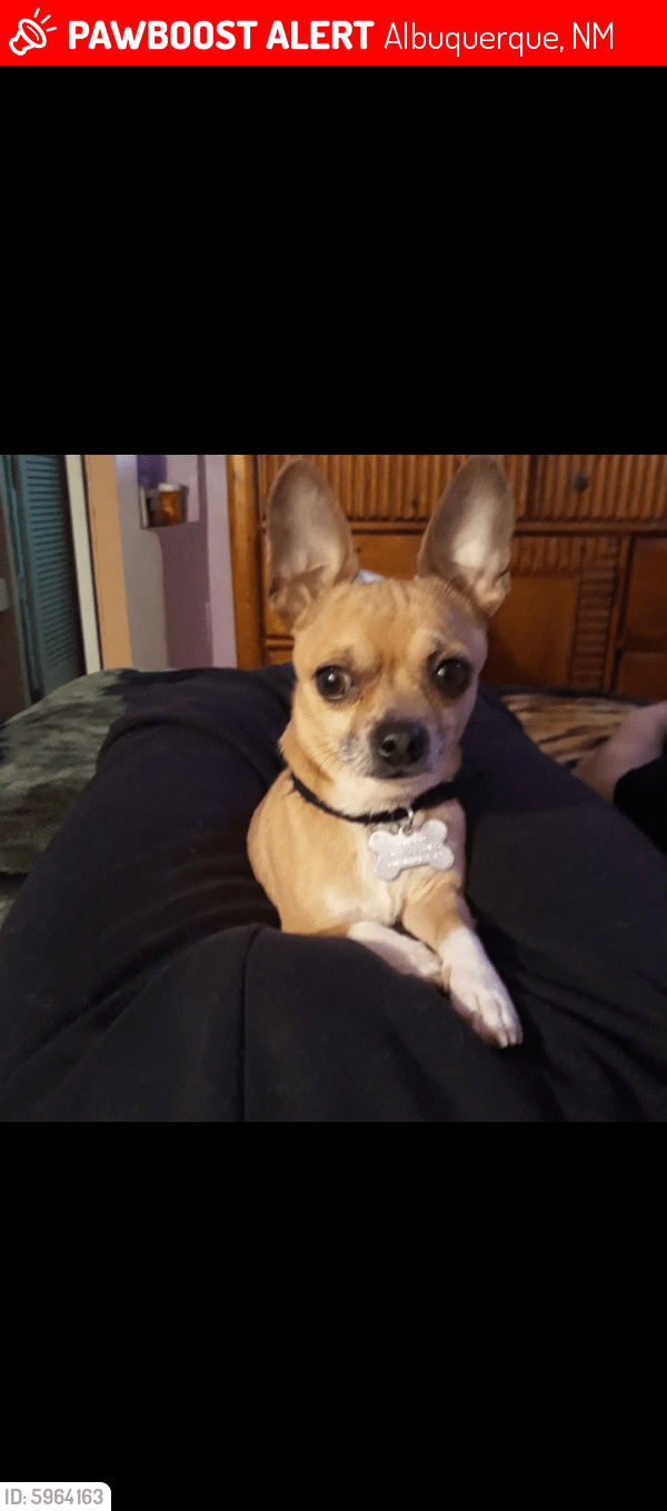 Lost Male Dog in Albuquerque, NM 87108 Named Perro (ID 5964163) PawBoost