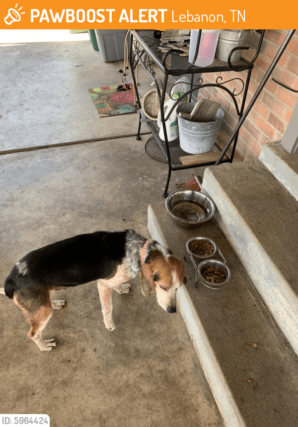 Found/Stray Male Dog in Lebanon, TN 37087 (ID 5964424) PawBoost