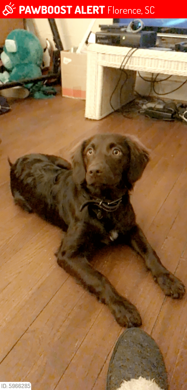 Lost Female Dog in Florence, SC 29505 Named Ruby (ID 5966285) PawBoost