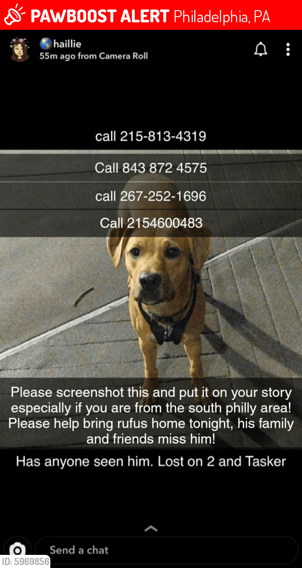 Lost Male Dog in Philadelphia, PA 19148 Named Rufus (ID 5969856