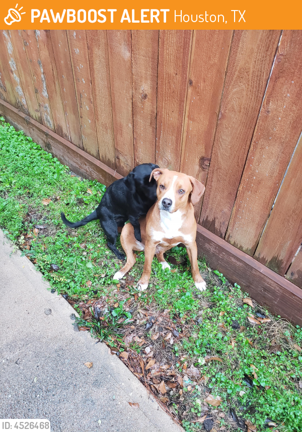 Found/Stray Male Dog in Houston, TX 77066 (ID 4526468) PawBoost